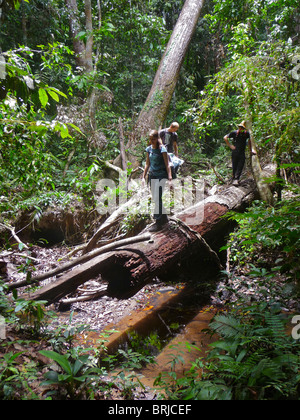 Les forêts tropicales humides du monde continuent à diminuer en taille en raison de l'exploitation par l'humanité. Banque D'Images