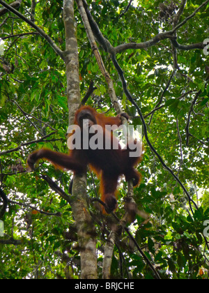 Les forêts tropicales humides du monde continuent à diminuer en taille en raison de l'exploitation par l'humanité. Banque D'Images