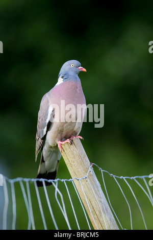 Pigeon ramier, Columba livia ; sur un post Banque D'Images