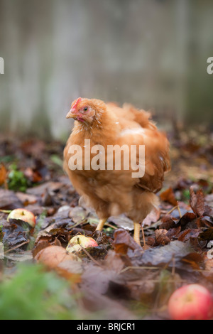 Jeune poulet ; automne ; Cornwall Banque D'Images