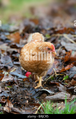 Jeune poulet ; automne ; Cornwall Banque D'Images