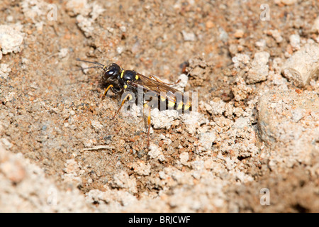 Digger Wasp ; Mellinus arvensis ; déchets miniers ; Godolphin, Cornwall Banque D'Images