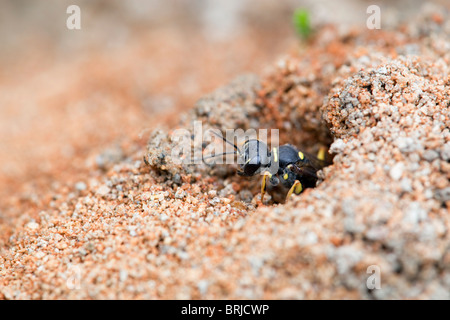 Digger Wasp ; Mellinus arvensis ; sortant d'enfouir des déchets miniers ; ; ; Cornwall Godolphin Banque D'Images