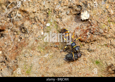 Digger Wasp ; Mellinus arvensis ; avec les proies ; déchets miniers ; Godolphin, Cornwall Banque D'Images