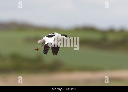 Avocette en vol Banque D'Images