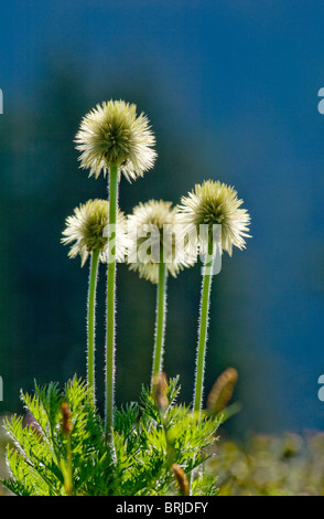 Anémone Anémone pulsatille ou de l'Ouest (Anemone occidentalis) têtes de graine dans la région de Paradise meadow Mount Rainier National Park Banque D'Images