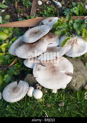 Un groupe de champignons champignon Agaricus arvensis cheval probablement qui ont surgi pendant la nuit dans un jardin urbain Banque D'Images