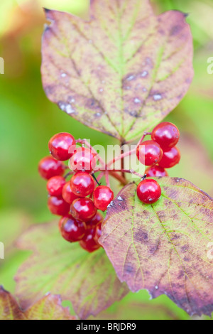 Guelder Rose ; Viburnum opulus ; baies en automne Banque D'Images