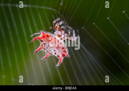 L'orb-weaver spider (Gasteracantha curvispina), Nigéria. Banque D'Images