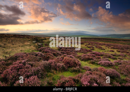 Le lever du soleil sur la lande de bruyère au sommet Dumpit Hill près de Hebden dans le Yorkshire Dales de l'Angleterre Banque D'Images