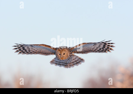 Chouette de l'Oural sauvages (Strix uralensis) en vol, concentrés sur la chasse. Banque D'Images