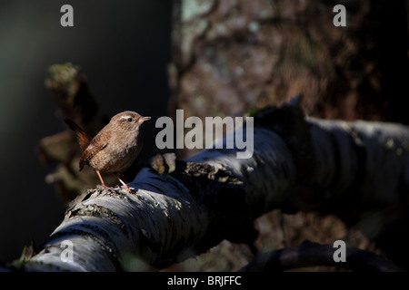 Le Troglodyte mignon (Troglodytes troglodytes) perché sur branche. Banque D'Images