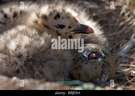 Goéland argenté (Larus argentatus) et des petits poussins Banque D'Images