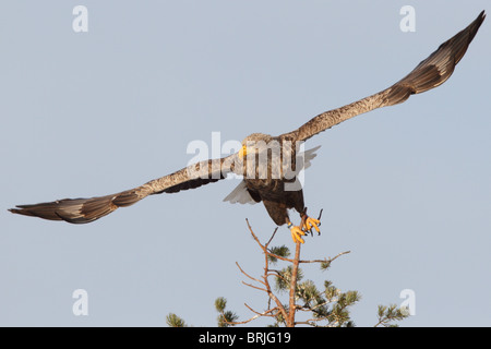 Des profils à queue blanche (Haliaetus albicilla), Estonie Banque D'Images