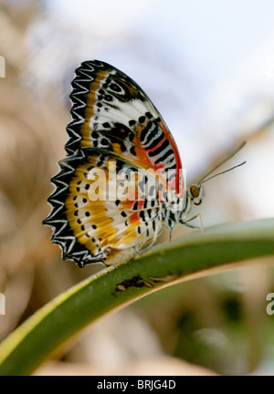 Chrysope rouge papillon, Cethosia biblis, Nymphalidae Banque D'Images