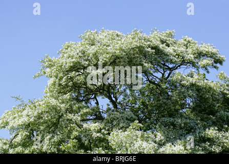 Arbre généalogique Fringe chinois ou chinois, Fringetree Chionanthus retusus, oléacées, sud-ouest de la Chine. Banque D'Images