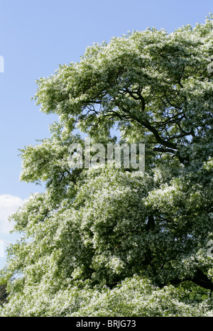 Arbre généalogique Fringe chinois ou chinois, Fringetree Chionanthus retusus, oléacées, sud-ouest de la Chine. Banque D'Images