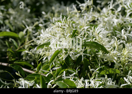 Arbre généalogique Fringe chinois ou chinois, Fringetree Chionanthus retusus, oléacées, sud-ouest de la Chine. Banque D'Images