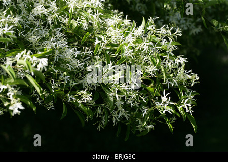 Arbre généalogique Fringe chinois ou chinois, Fringetree Chionanthus retusus, oléacées, sud-ouest de la Chine. Banque D'Images