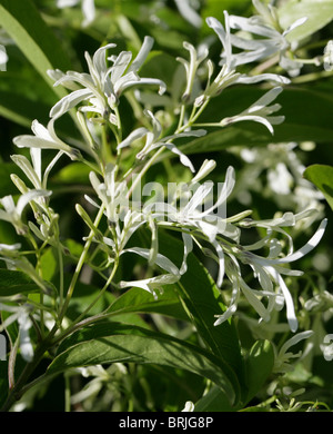 Arbre généalogique Fringe chinois ou chinois, Fringetree Chionanthus retusus, oléacées, sud-ouest de la Chine. Banque D'Images