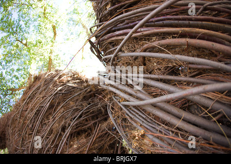 Close up of forest abri fabriqué de bois, racines, branches d'arbres, vigne Banque D'Images