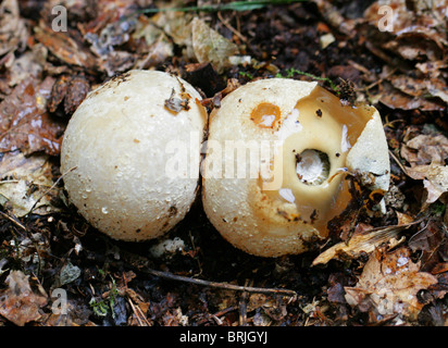 Phalle impudique jeune ou 'oeufs', sorcières, Phallus impudicus Phallaceae. Banque D'Images