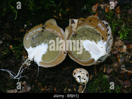 Phalle impudique jeune ou 'oeufs', sorcières, Phallus impudicus Phallaceae. Coupé en deux pour montrer l'intérieur du champignon. Banque D'Images