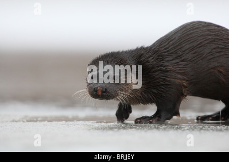 Wild loutre d'Europe (Lutra lutra) à rive. Banque D'Images