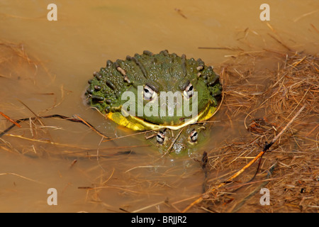 Une paire de ouaouaron géant africain (Pyxicephalus adspersus) l'accouplement, Afrique du Sud Banque D'Images