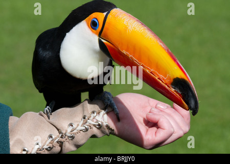 Toucan apprivoisés sur bras manipulateurs après l'exécution publique Banque D'Images