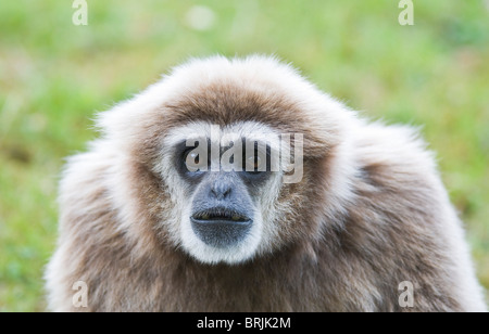 Gibbons (Hylobates lar) - seule femelle adulte Gibbons en close-up - Juillet, le zoo de Planckendael, Belgique, Europe de l'Ouest Banque D'Images