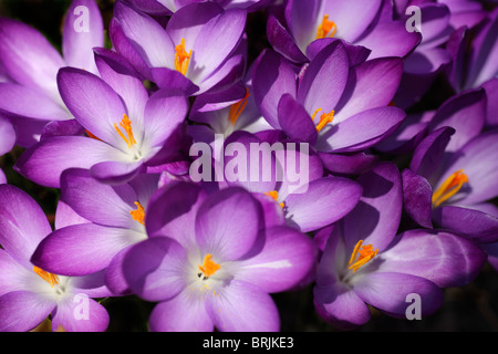 Close-up de Crocus Fleurs Banque D'Images