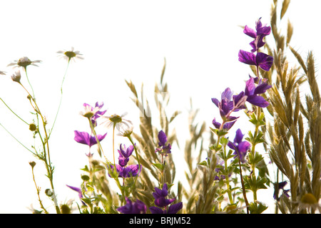 Fleurs sauvages Banque D'Images