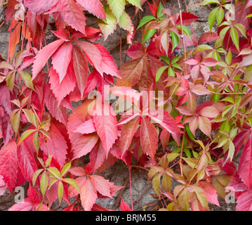 Close-up of red de feuilles de lierre sur un mur de pierre Banque D'Images