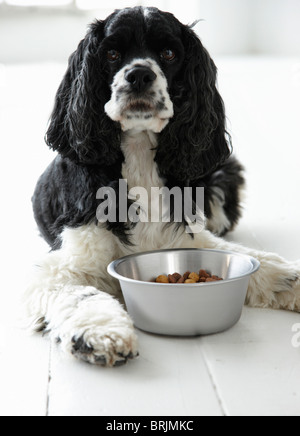 Cocker Anglais avec un bol de nourriture pour chiens Banque D'Images