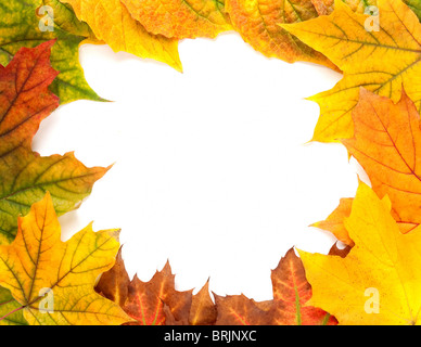 Les feuilles d'automne jaune isolated on white Banque D'Images