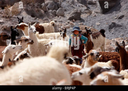 Une fille avec un troupeau de lama dans un cratère volcanique sur l'altiplano, c Castiloma, Bolivie Banque D'Images