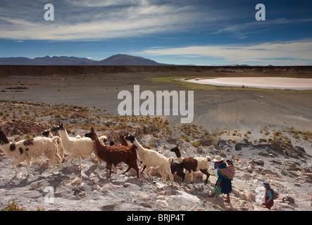 Une femme avec sa fille avec un troupeau de lama dans un cratère volcanique sur l'altiplano, c Castiloma, Bolivie Banque D'Images