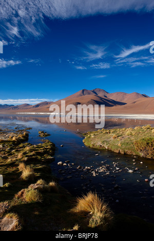 La Laguna Colorada, Eduardo Avaroa, Réserve nationale de faune andine Bolivie Banque D'Images