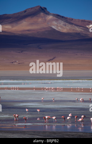 Les flamants de James sur la Laguna Colorada, Eduardo Avaroa, Réserve nationale de faune andine Bolivie Banque D'Images