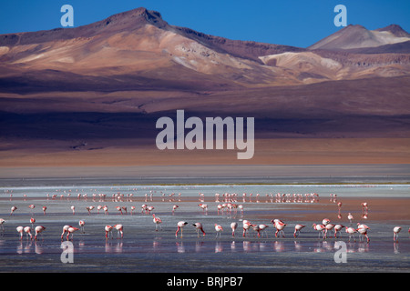 Les flamants de James sur la Laguna Colorada, Eduardo Avaroa, Réserve nationale de faune andine Bolivie Banque D'Images