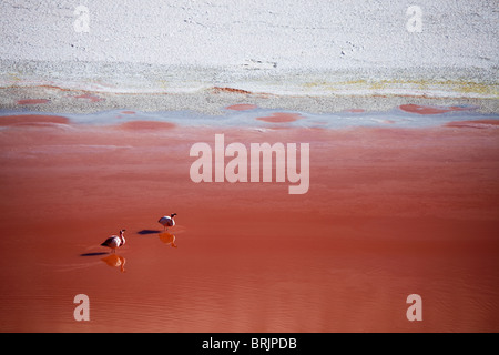 Les flamants de James sur la Laguna Colorada, Eduardo Avaroa, Réserve nationale de faune andine Bolivie Banque D'Images