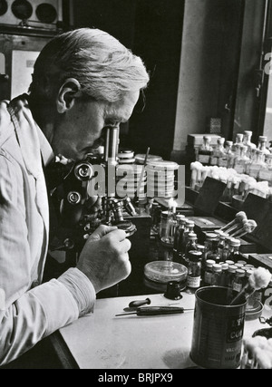 SIR Alexander Fleming (1881-1955) biologiste pharmacologue écossais/dans son laboratoire à l'Hôpital St Mary, Paddington, London Banque D'Images