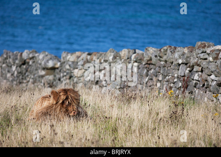 Vache Highland bébé dormir sur l'herbe, Isle of Harris, Hébrides extérieures, en Écosse Banque D'Images