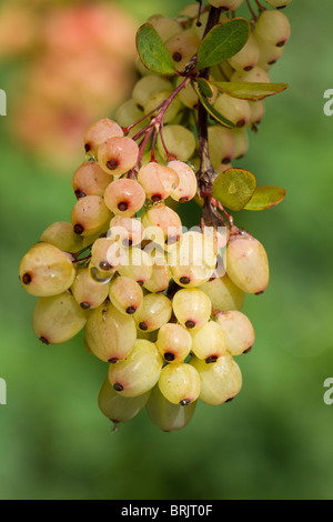 Les baies blanches de Barberry Berberis (arbuste) chêne pédonculé au début de l'automne en UK Banque D'Images