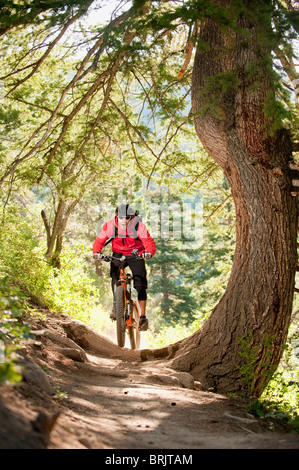 Un jeune homme chevauche son vtt sur un sentier à Big Cottonwood Canyon, près de Salt Lake City, UT. Banque D'Images