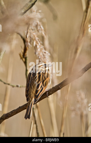 Bruant des roseaux Emberiza schoeniclus femelle ( ) dans des roseaux Banque D'Images