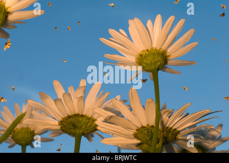 Les marguerites blanches et papillons Banque D'Images