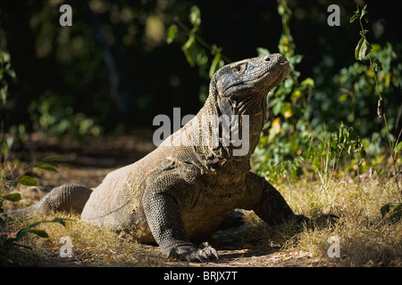 Varanus komodoensis. Banque D'Images