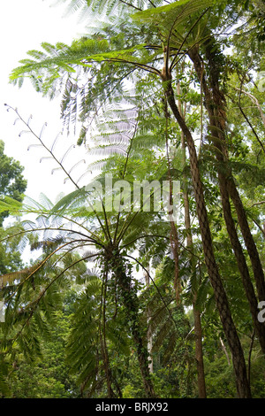 Acacia melanoxylon tree à Santo da Serra - Madeira Banque D'Images